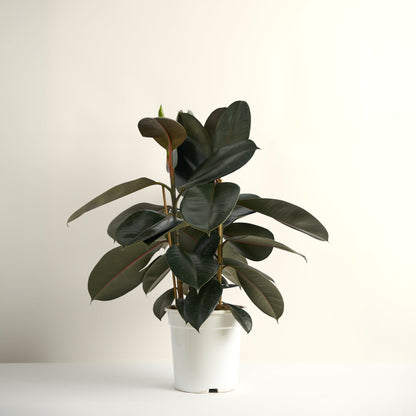 Ficus Robusta