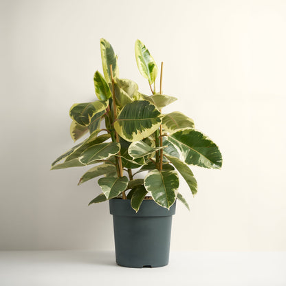 Ficus Tineke