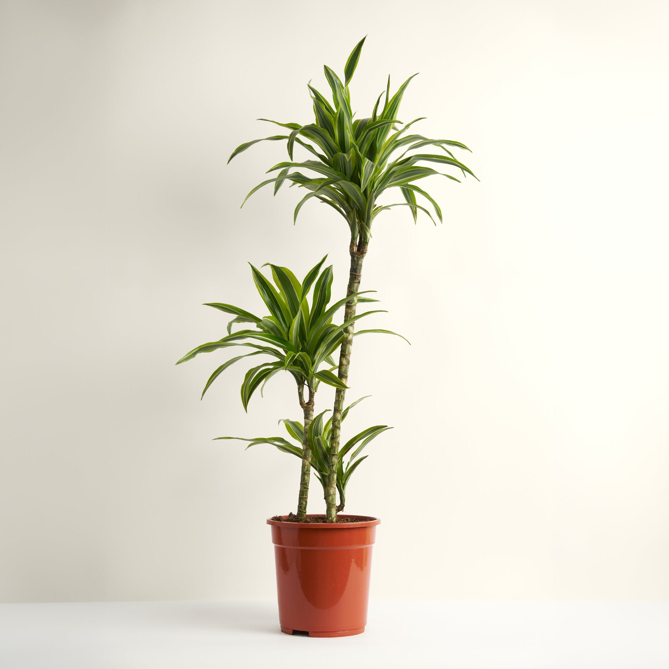 Dracaena Lemon Lime