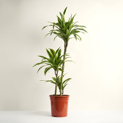 Dracaena Lemon Lime