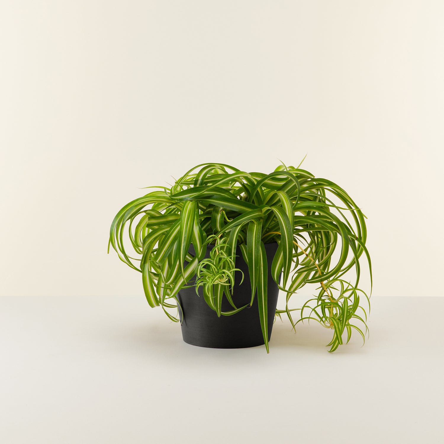 Spider Plant