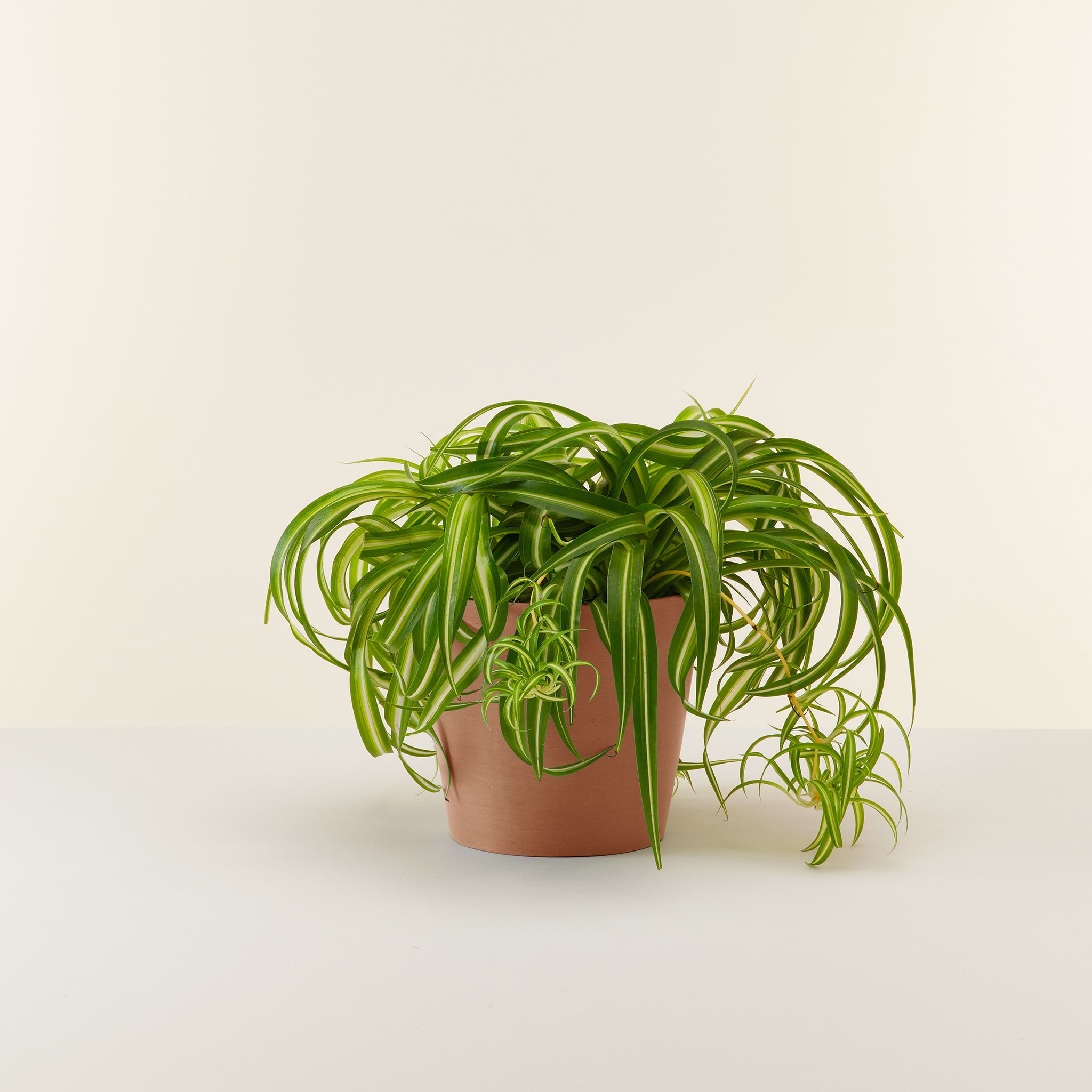 Spider Plant