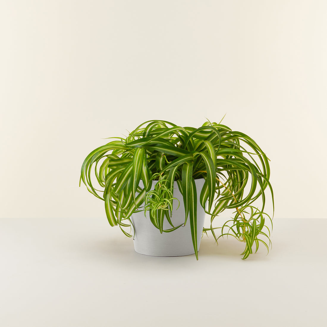 Spider Plant