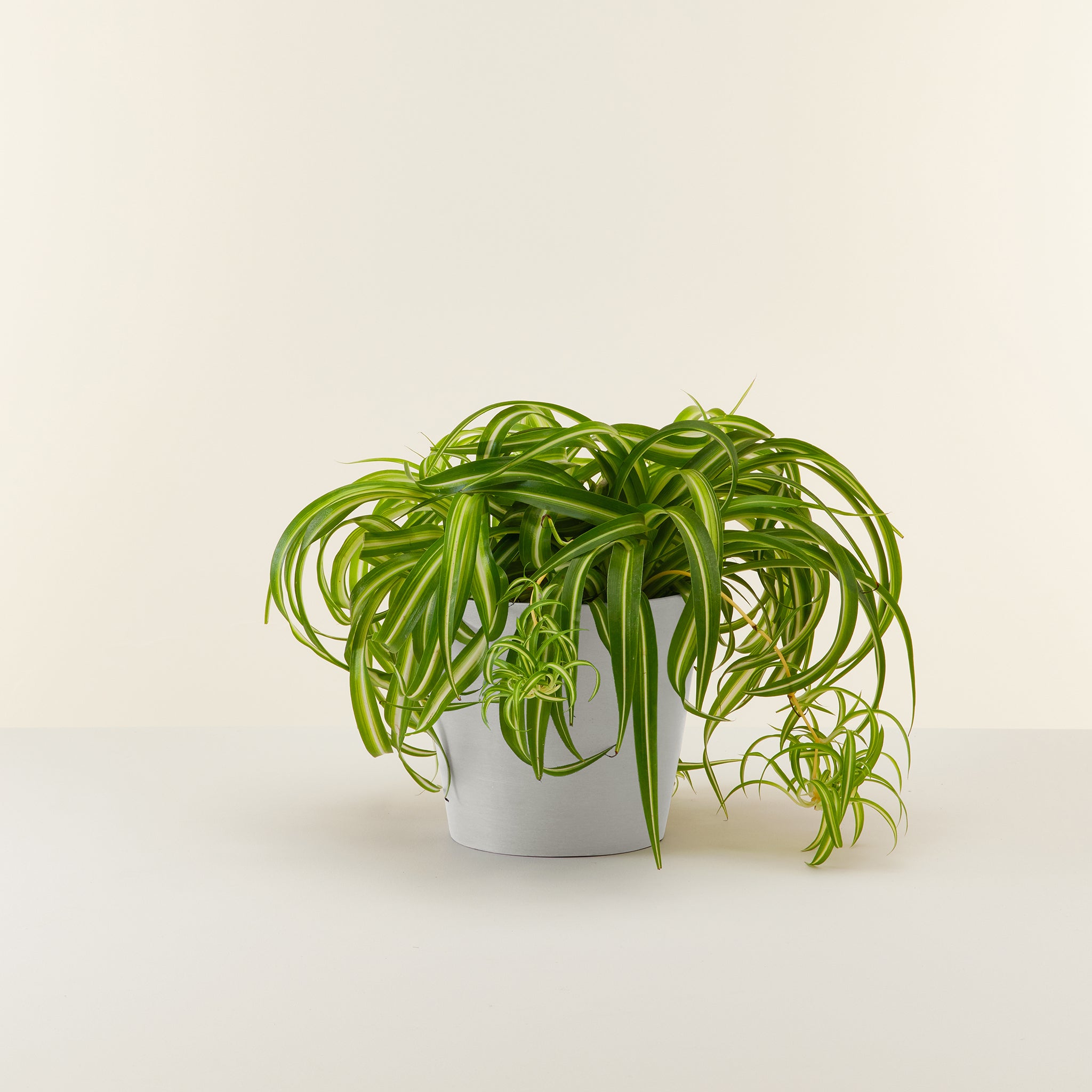 Spider Plant