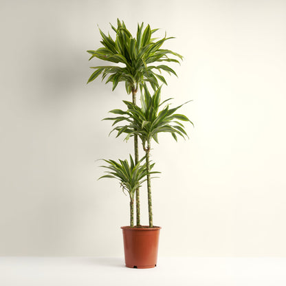 Dracaena Lemon Lime