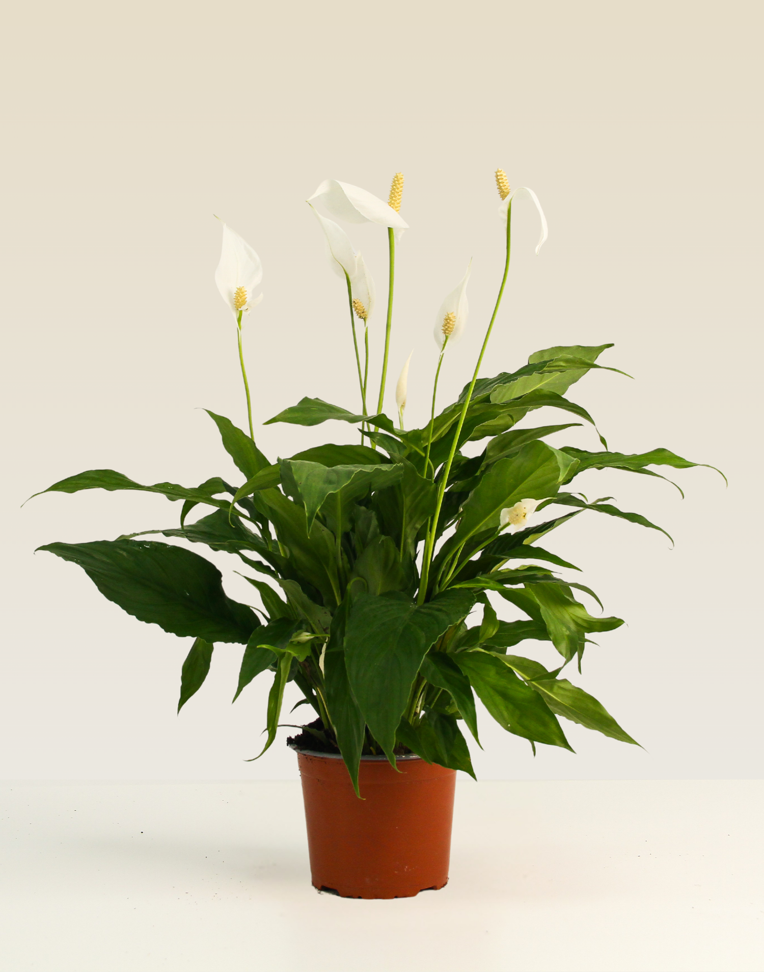 Peace Lily