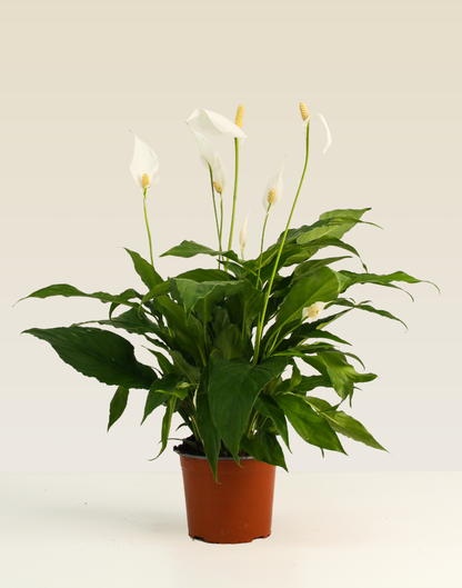 Peace Lily