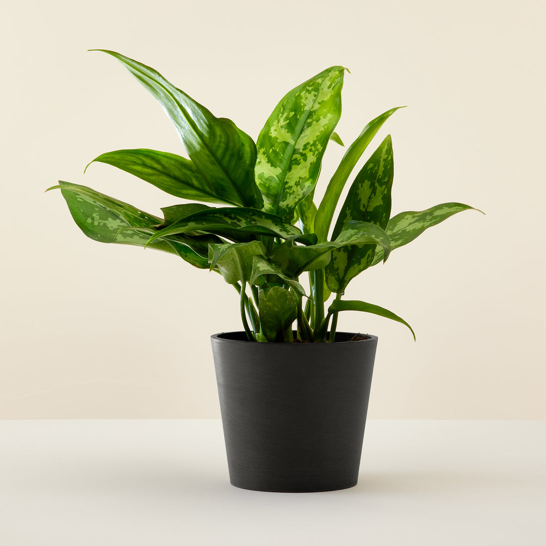 Aglaonema Green