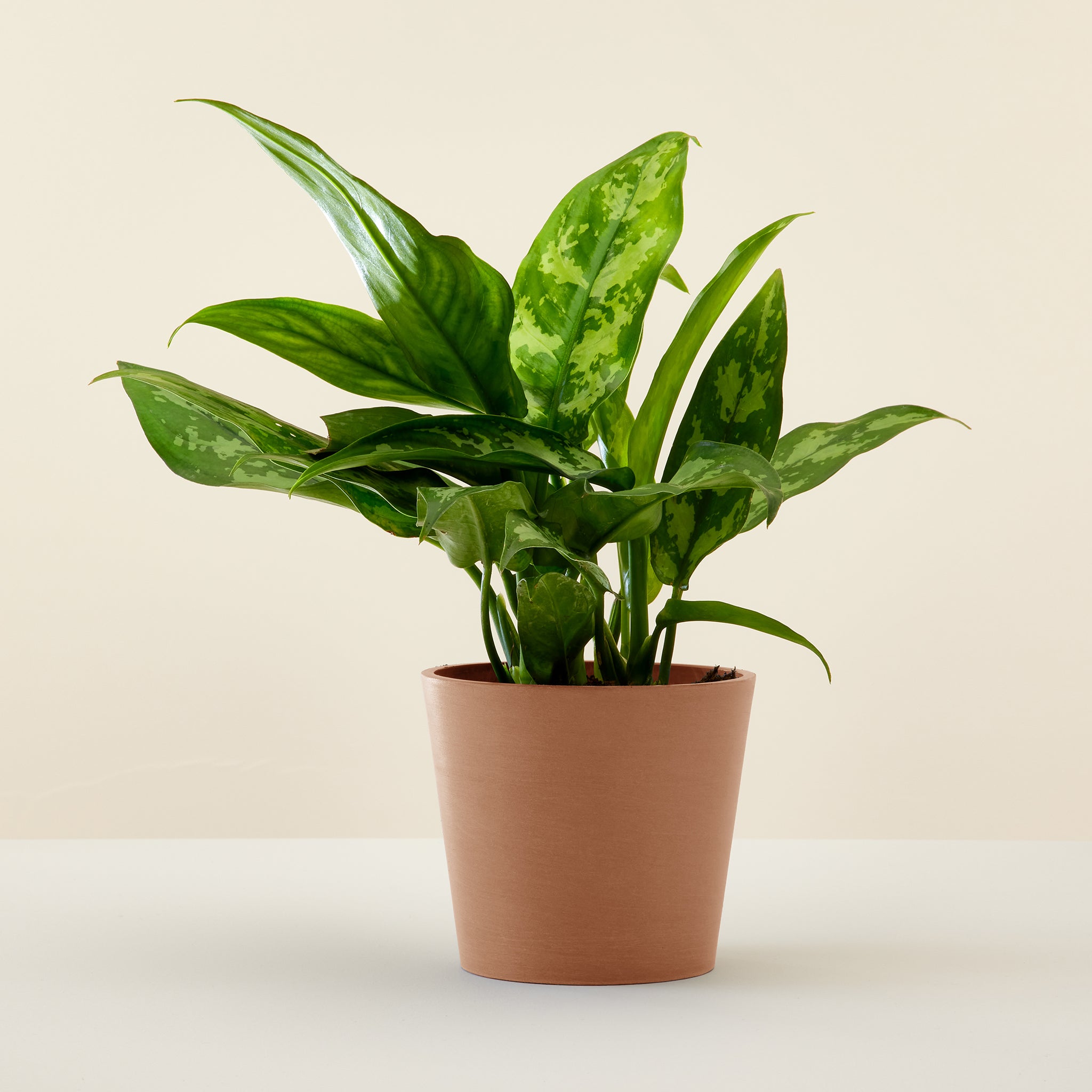 Aglaonema Green