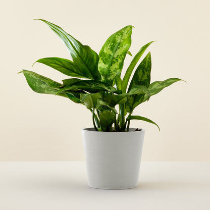 Aglaonema Green