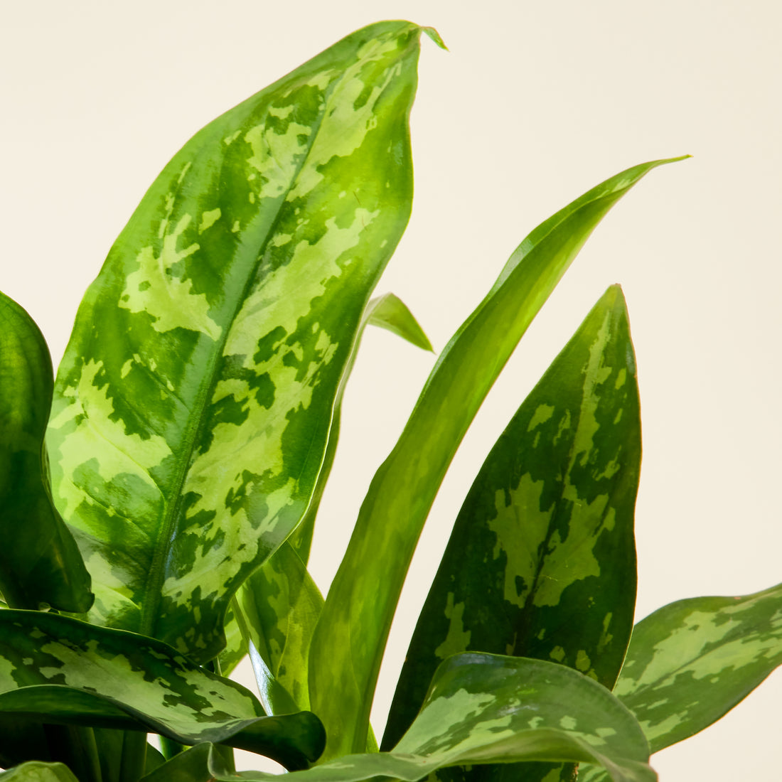 Aglaonema Green
