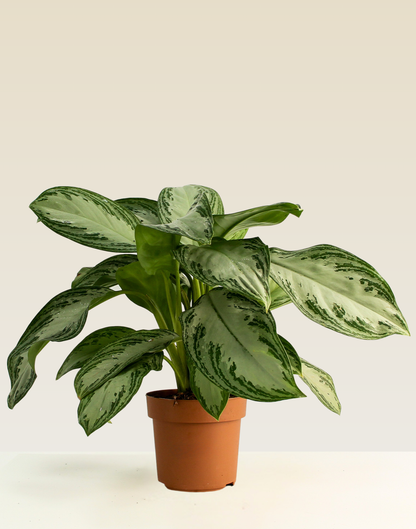 Aglaonema Silver Bay