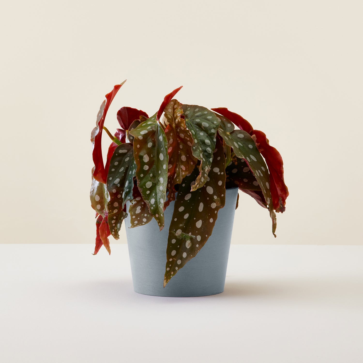 Begonia Black Forest