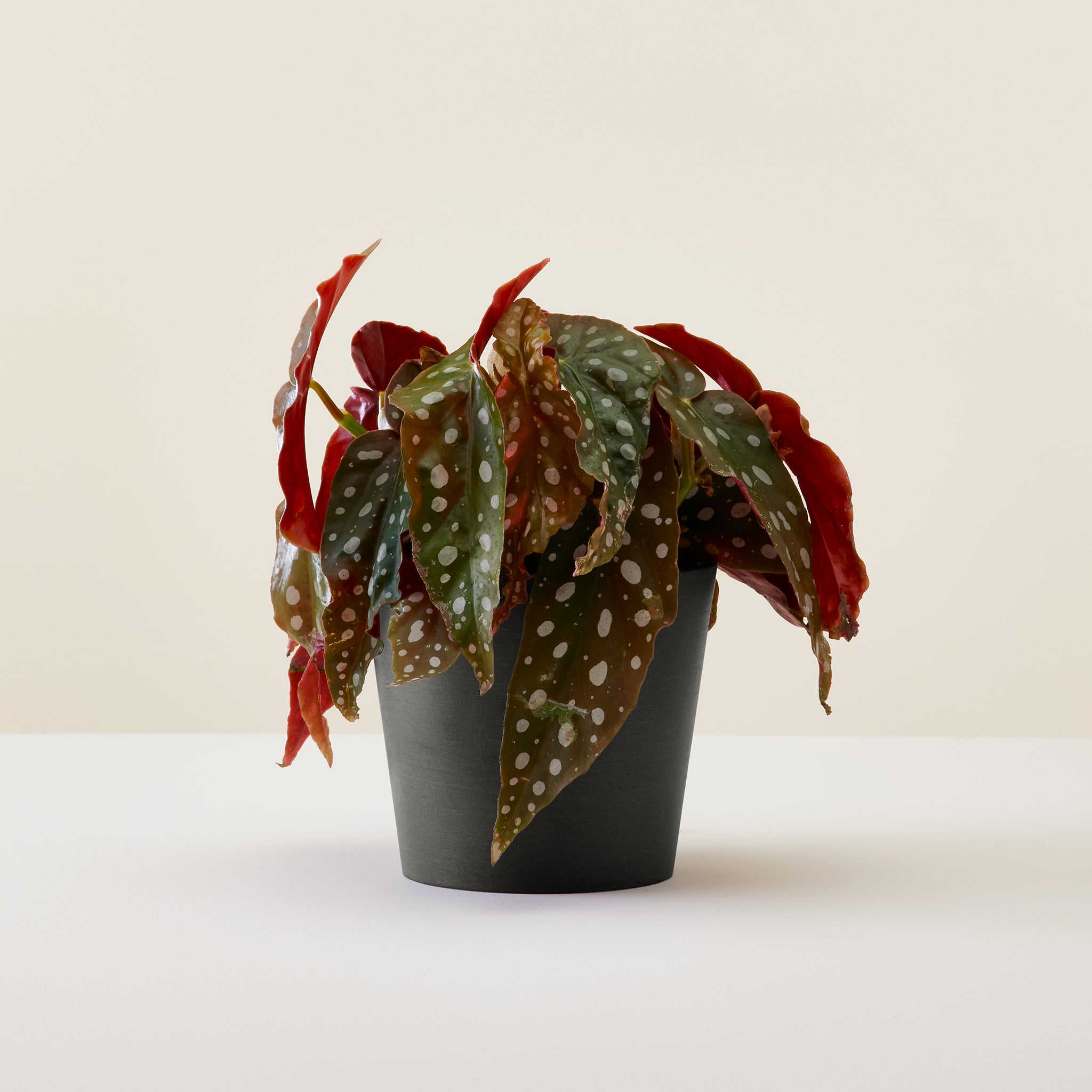 Begonia Black Forest