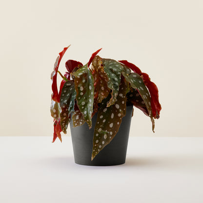 Begonia Black Forest