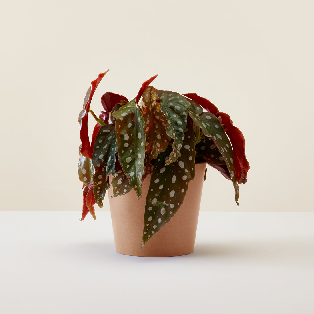 Begonia Black Forest