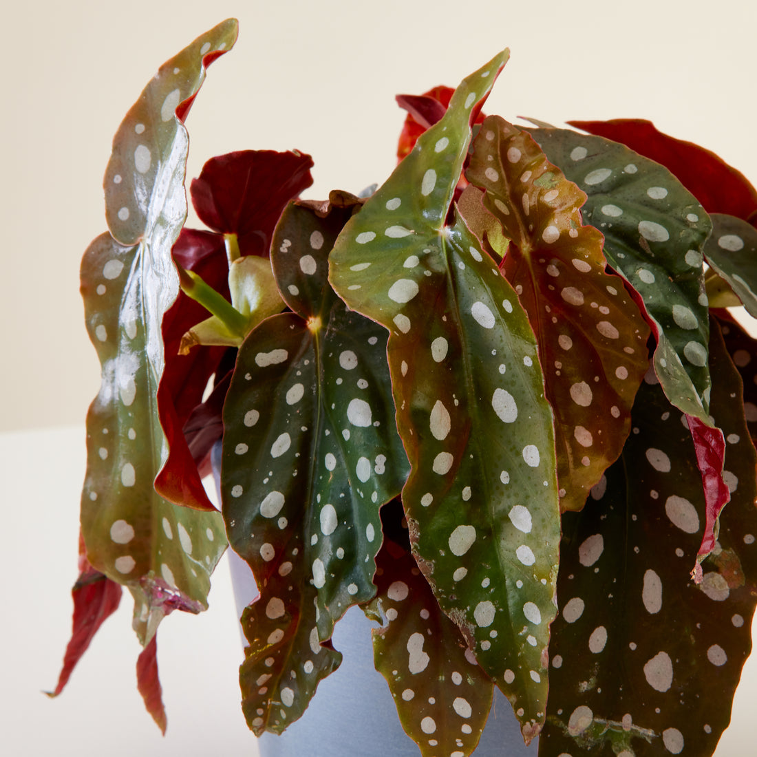 Begonia Black Forest
