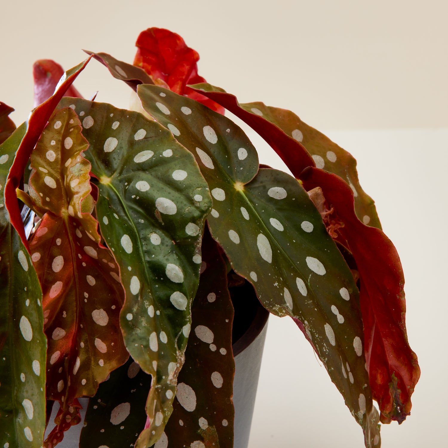 Begonia Black Forest