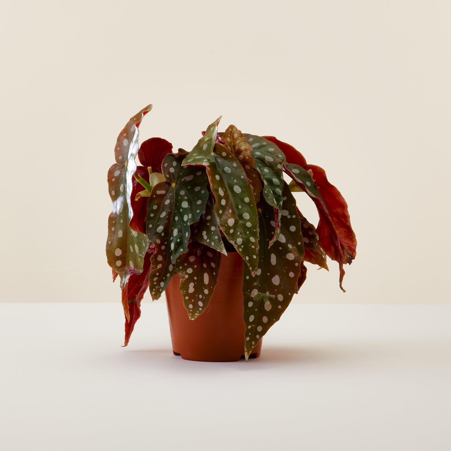 Begonia Black Forest