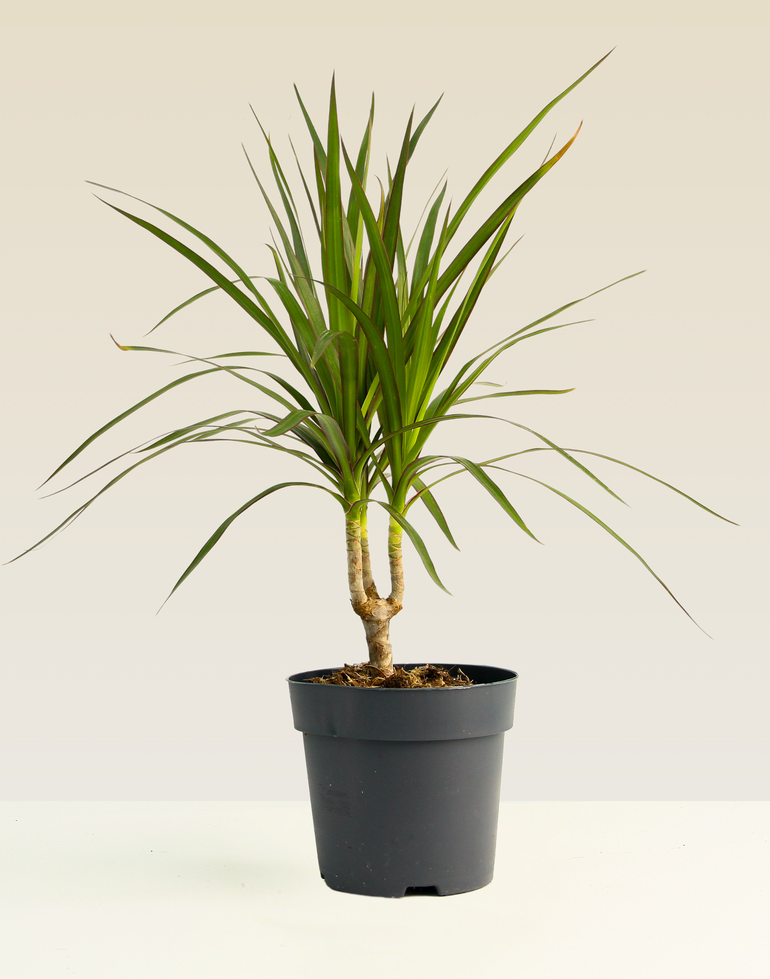 Dracaena Marginata