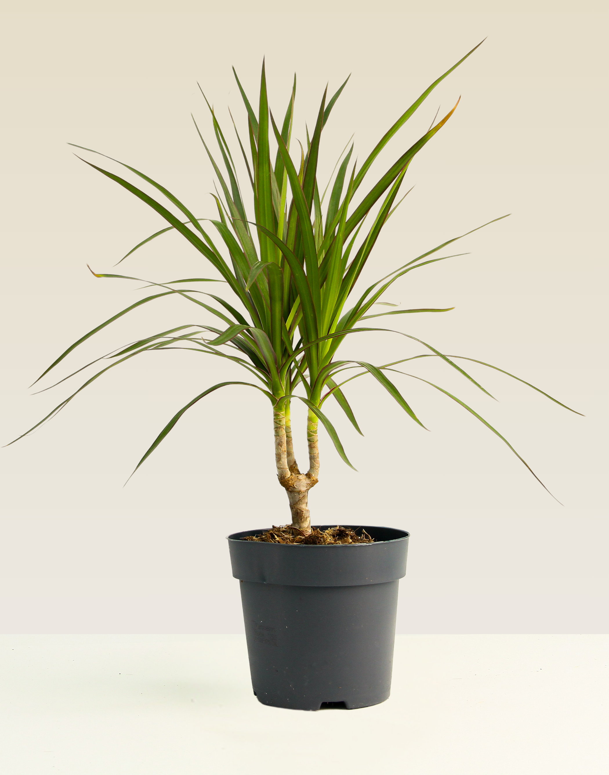 Dracaena Marginata