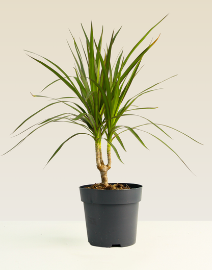Dracaena Marginata