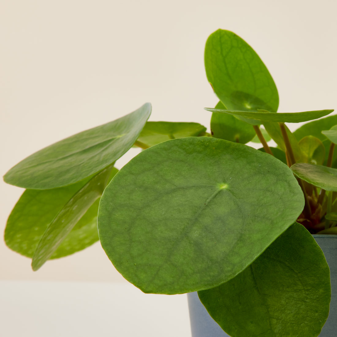 Chinese Money Plant
