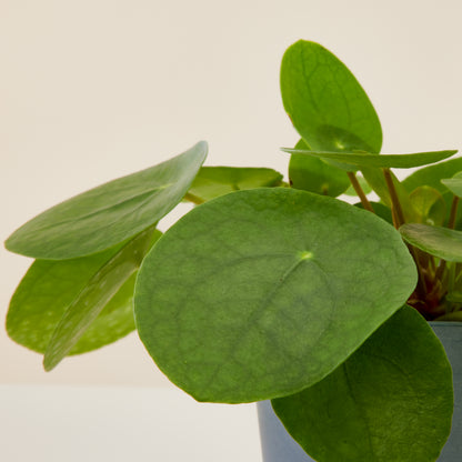 Chinese Money Plant