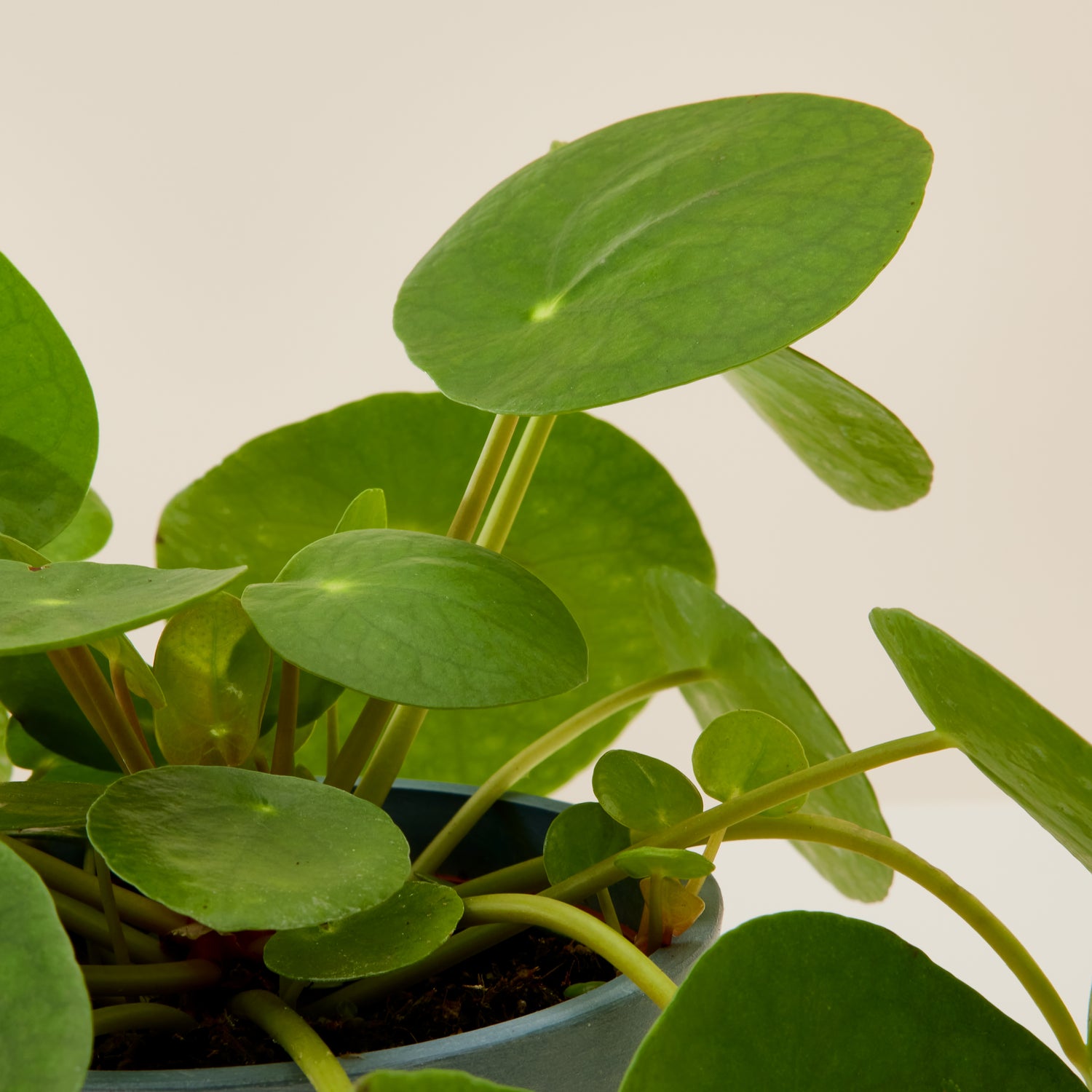 Chinese Money Plant