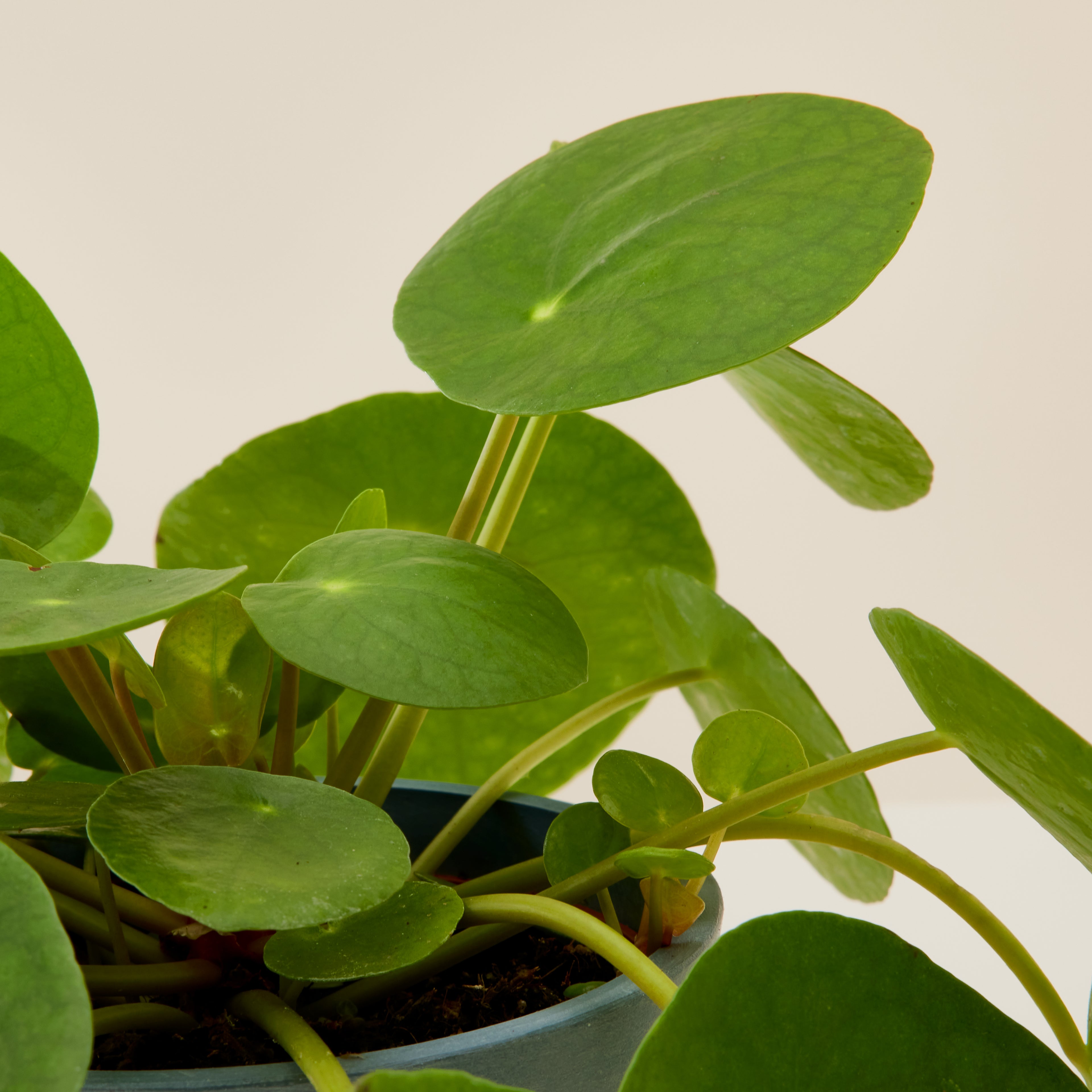Chinese Money Plant