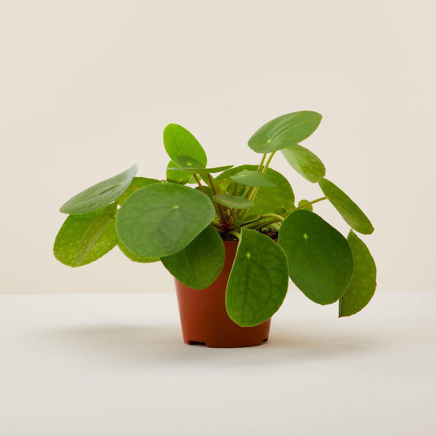 Chinese Money Plant