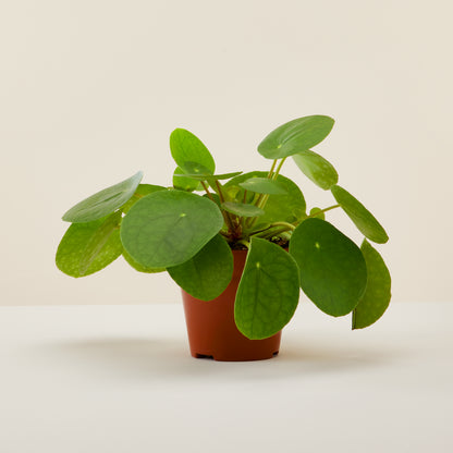 Chinese Money Plant