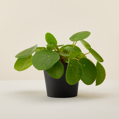 Chinese Money Plant