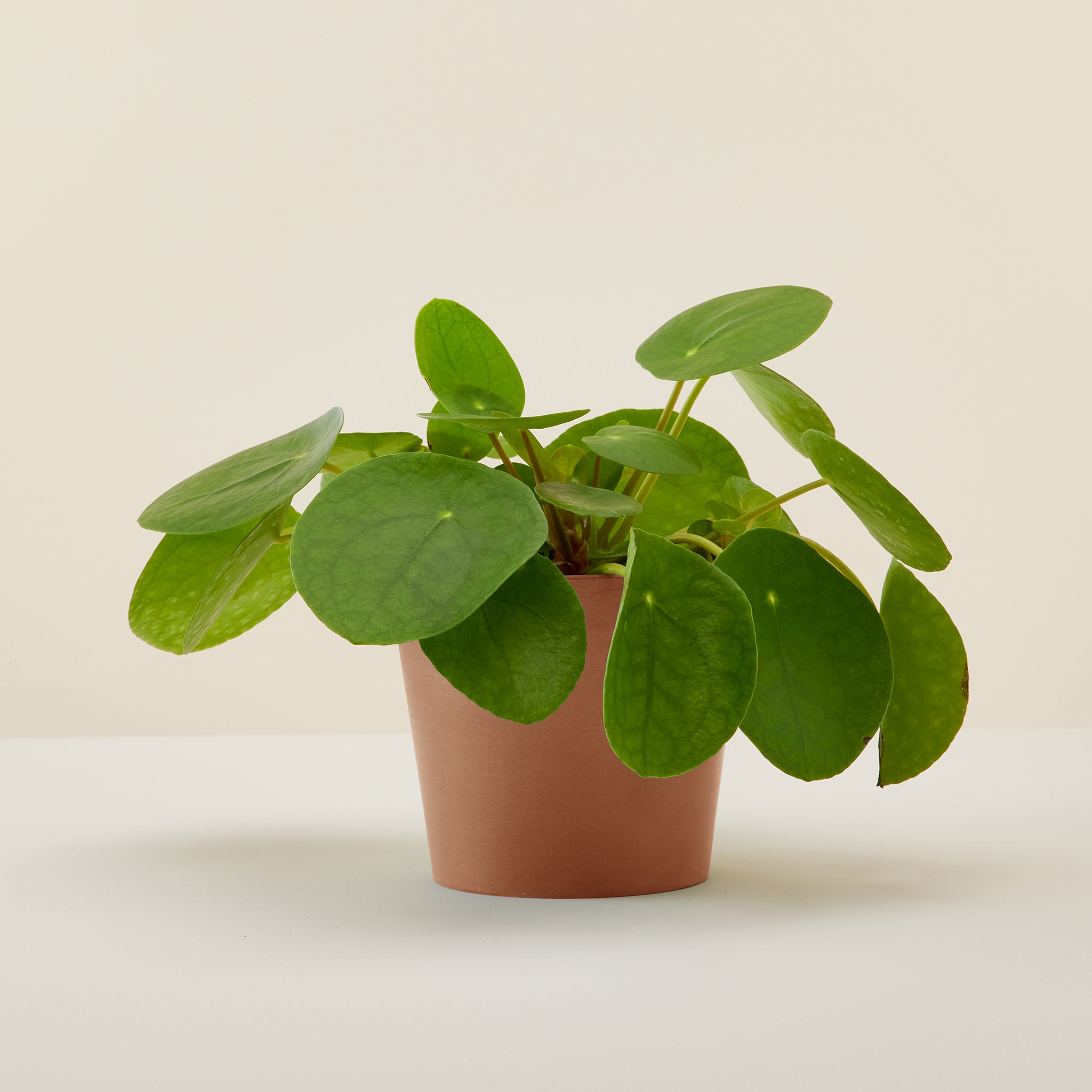 Chinese Money Plant