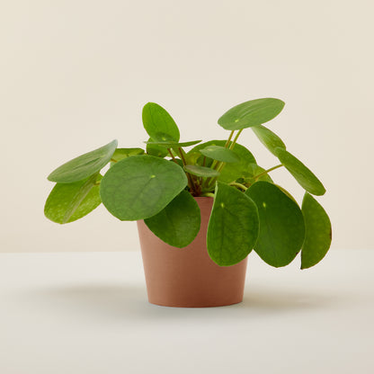 Chinese Money Plant