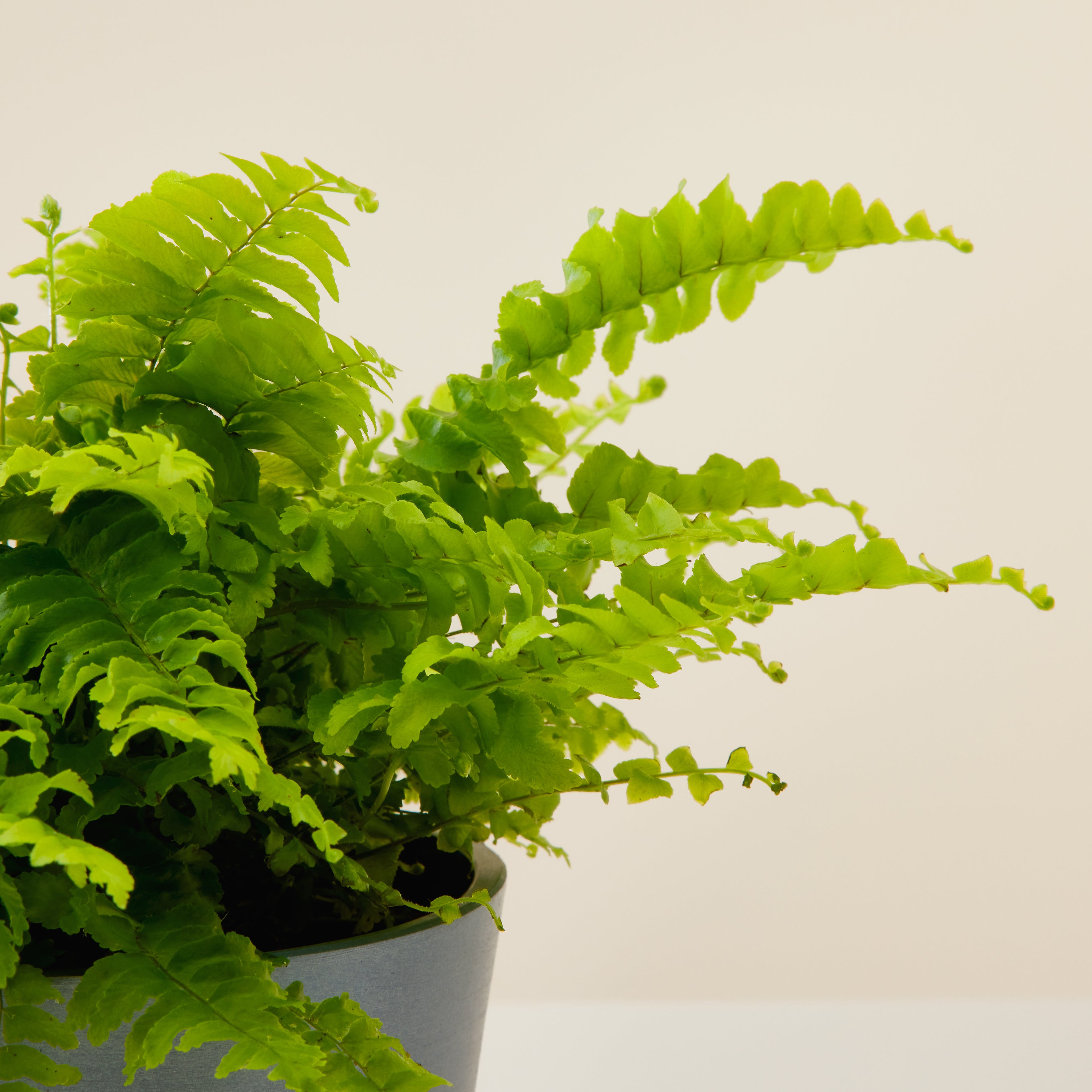 Boston Fern