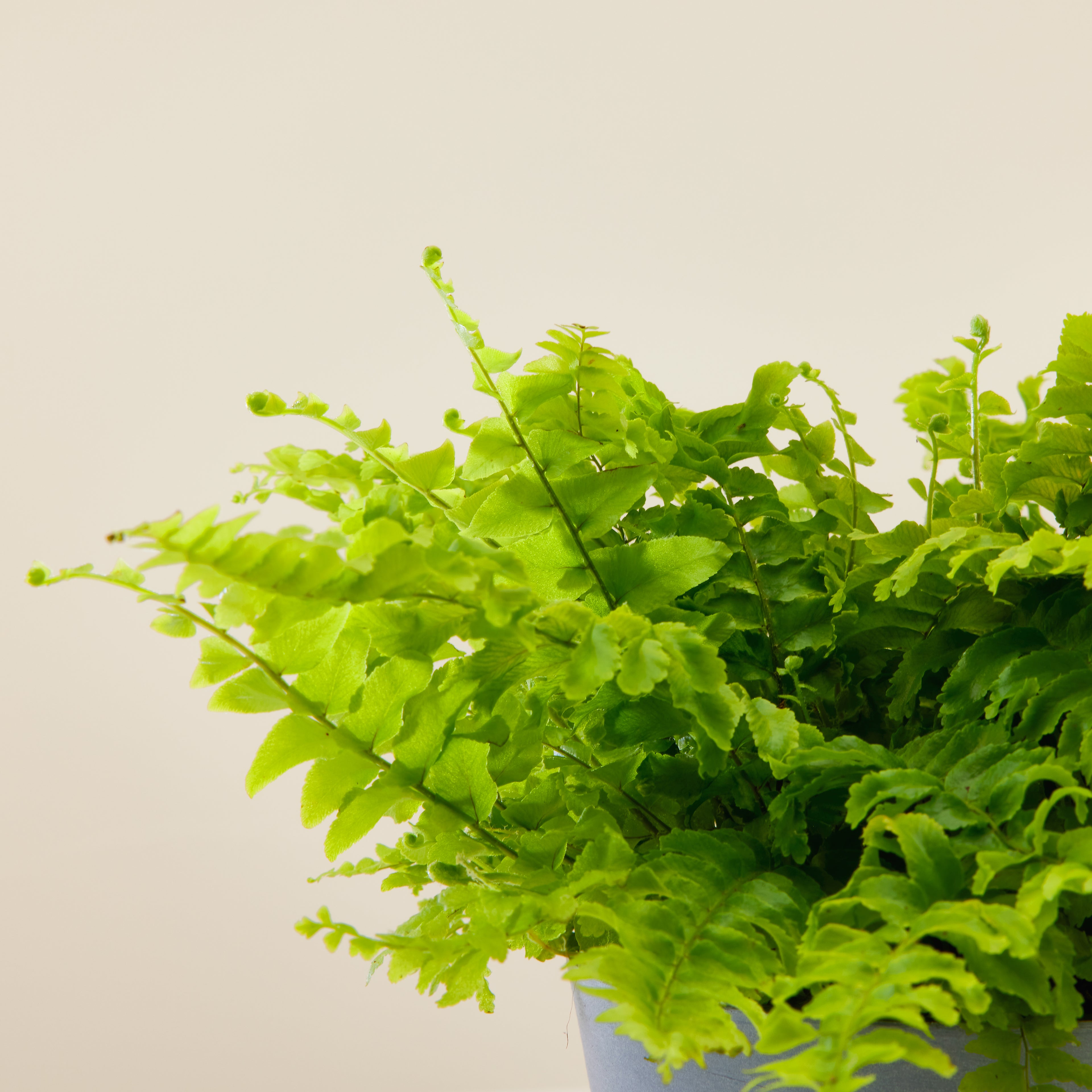 Boston Fern