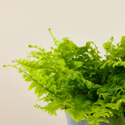 Boston Fern