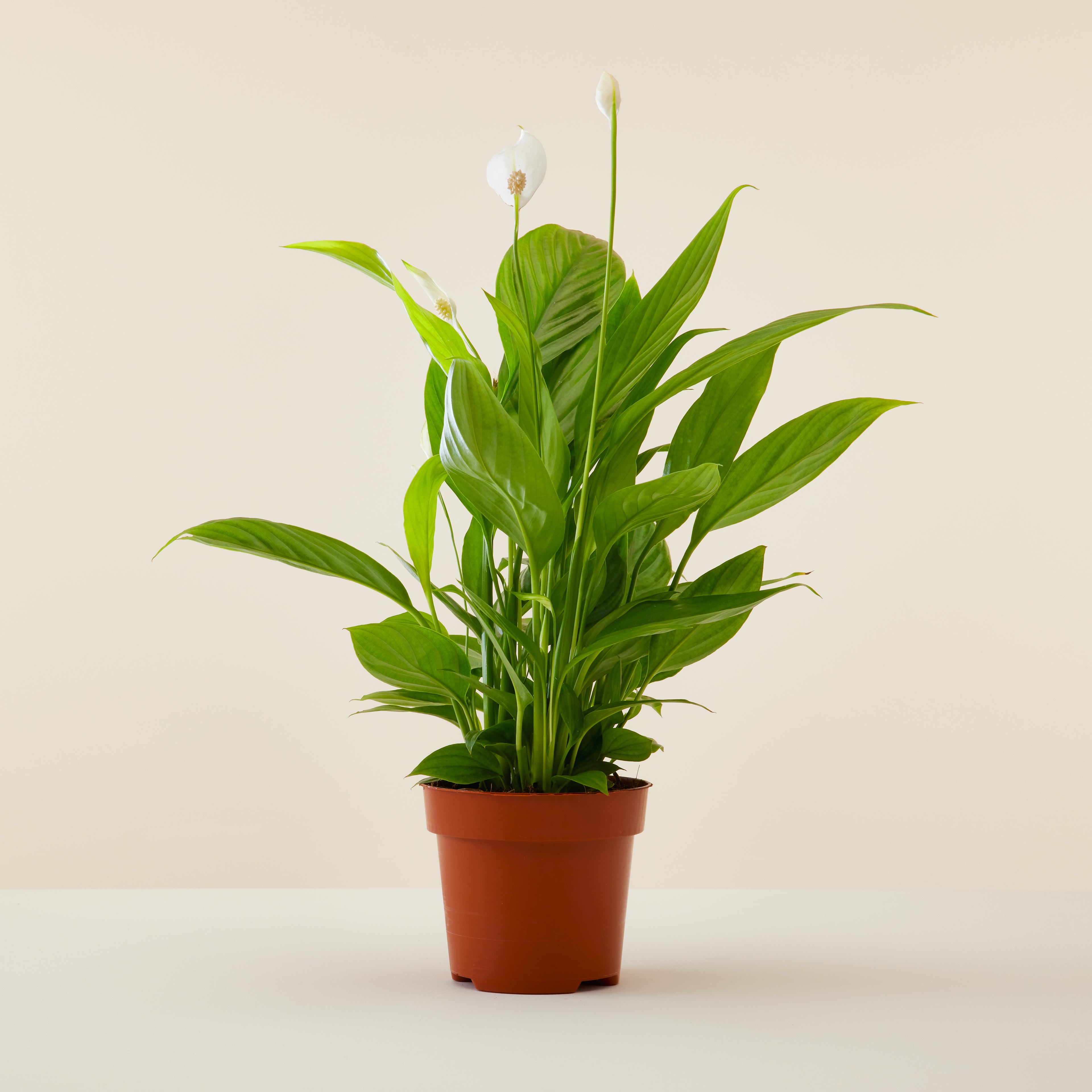 Peace Lily