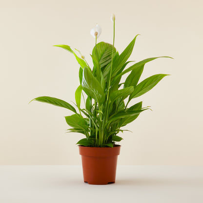 Peace Lily