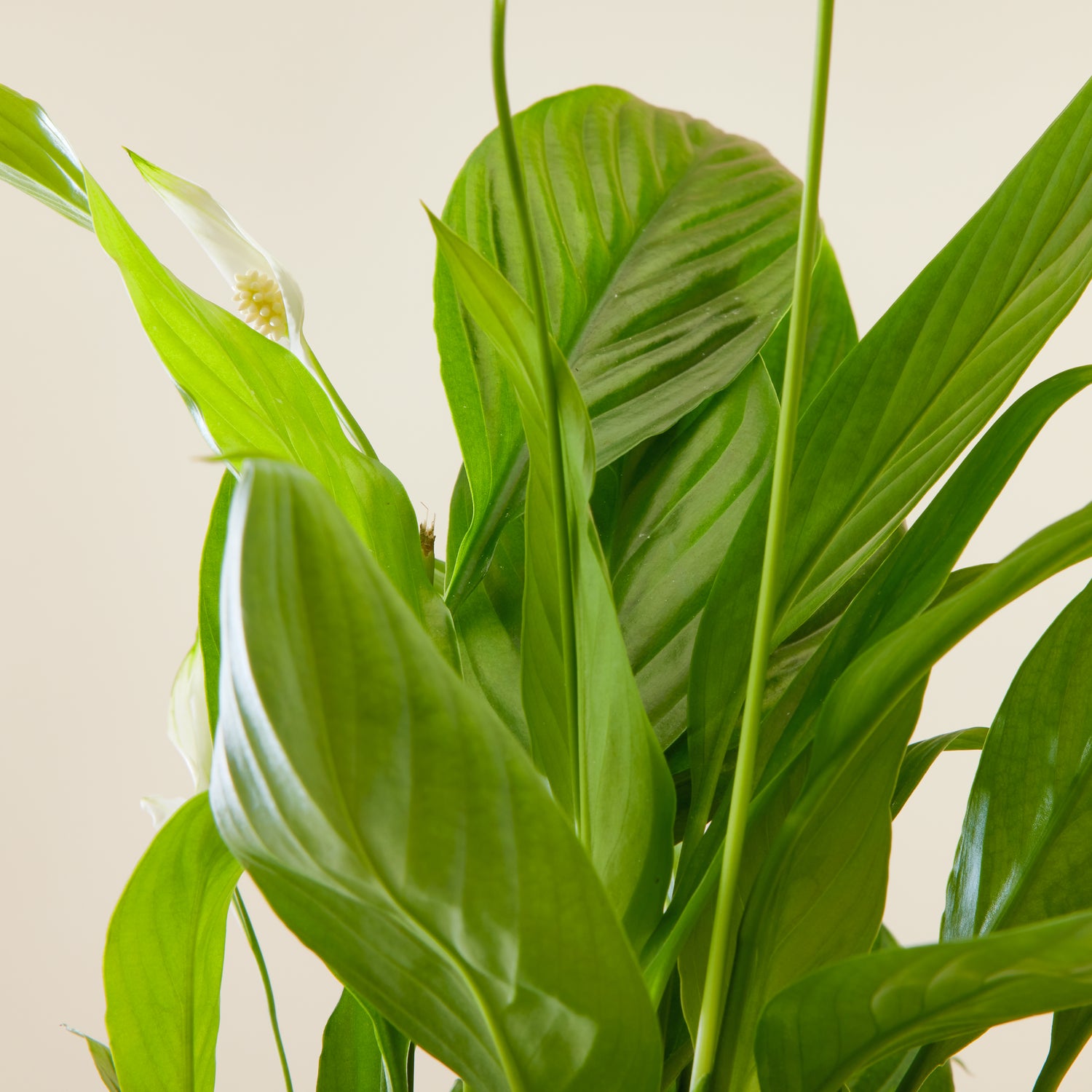 Peace Lily