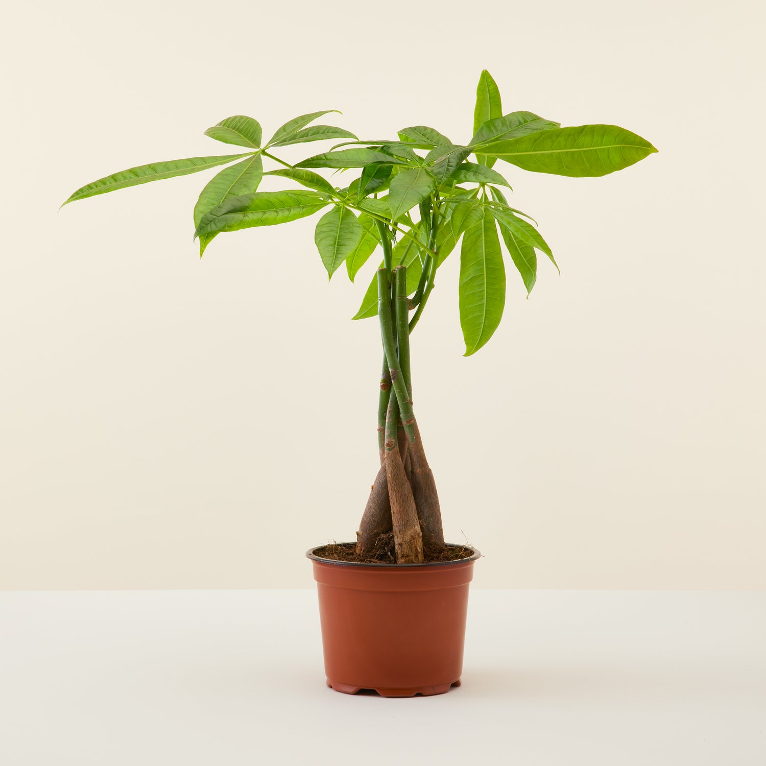 Money Tree