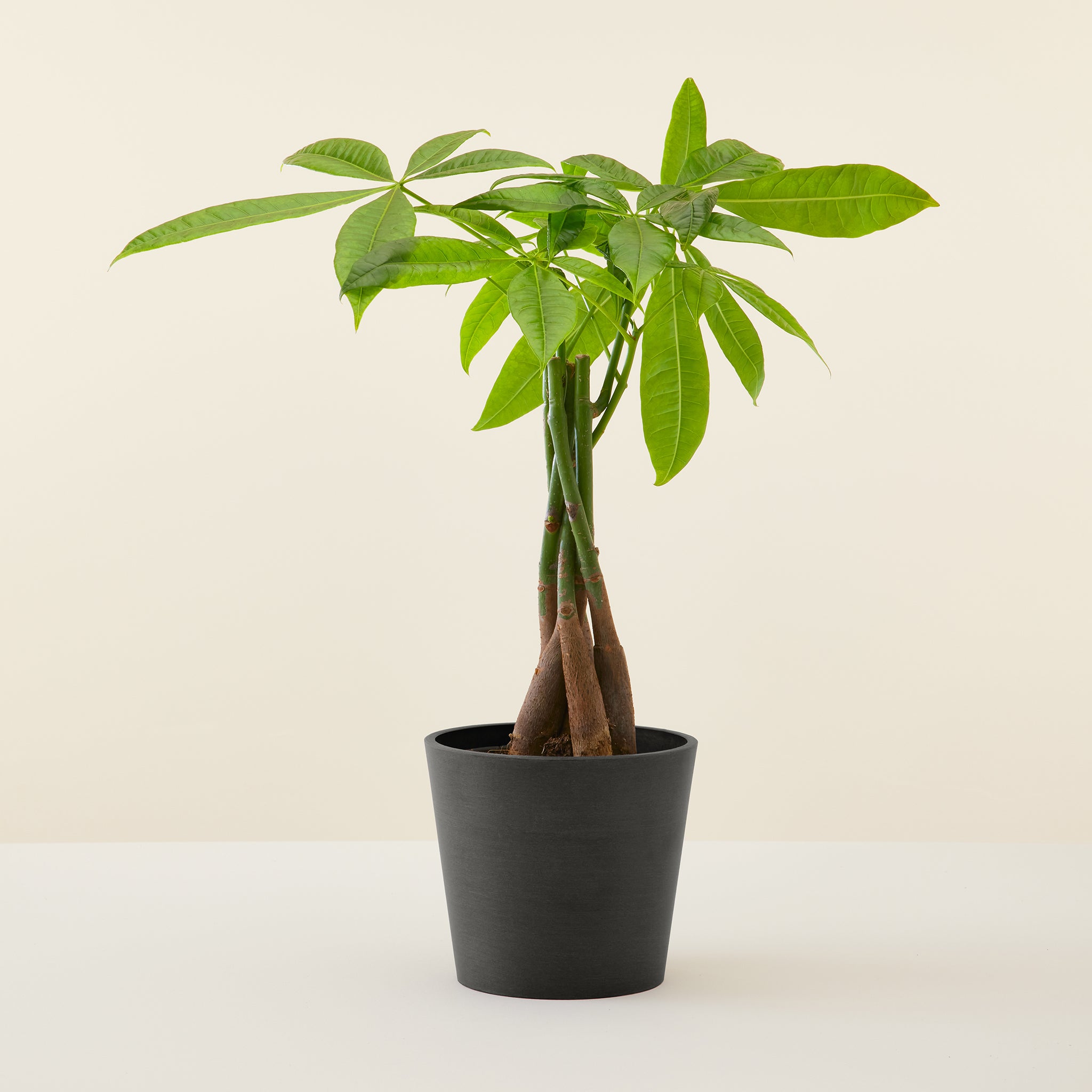Money Tree
