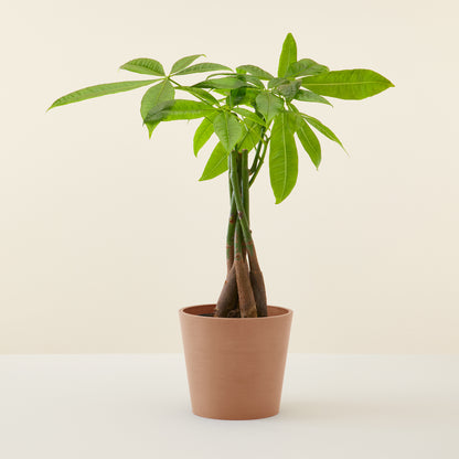 Money Tree