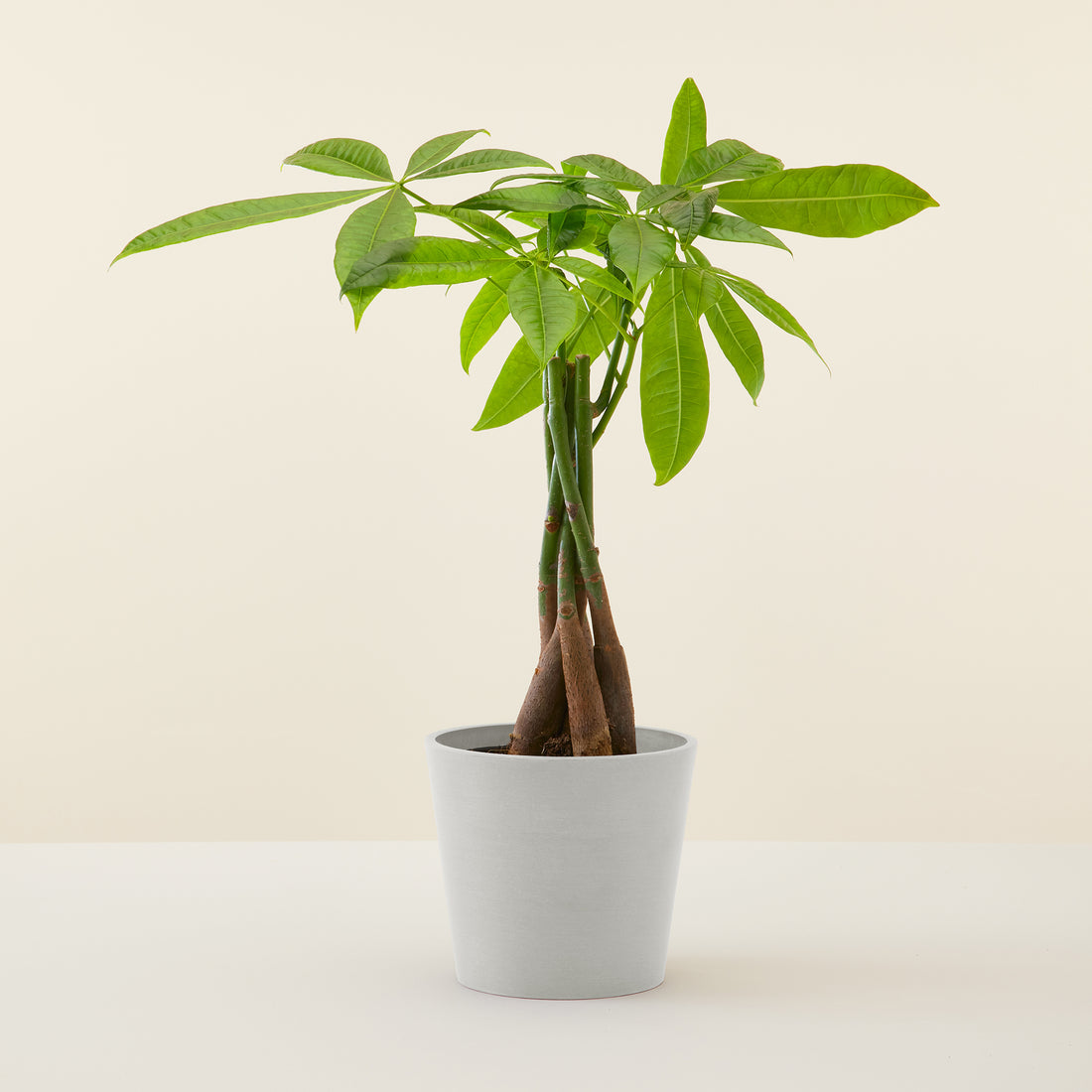 Money Tree