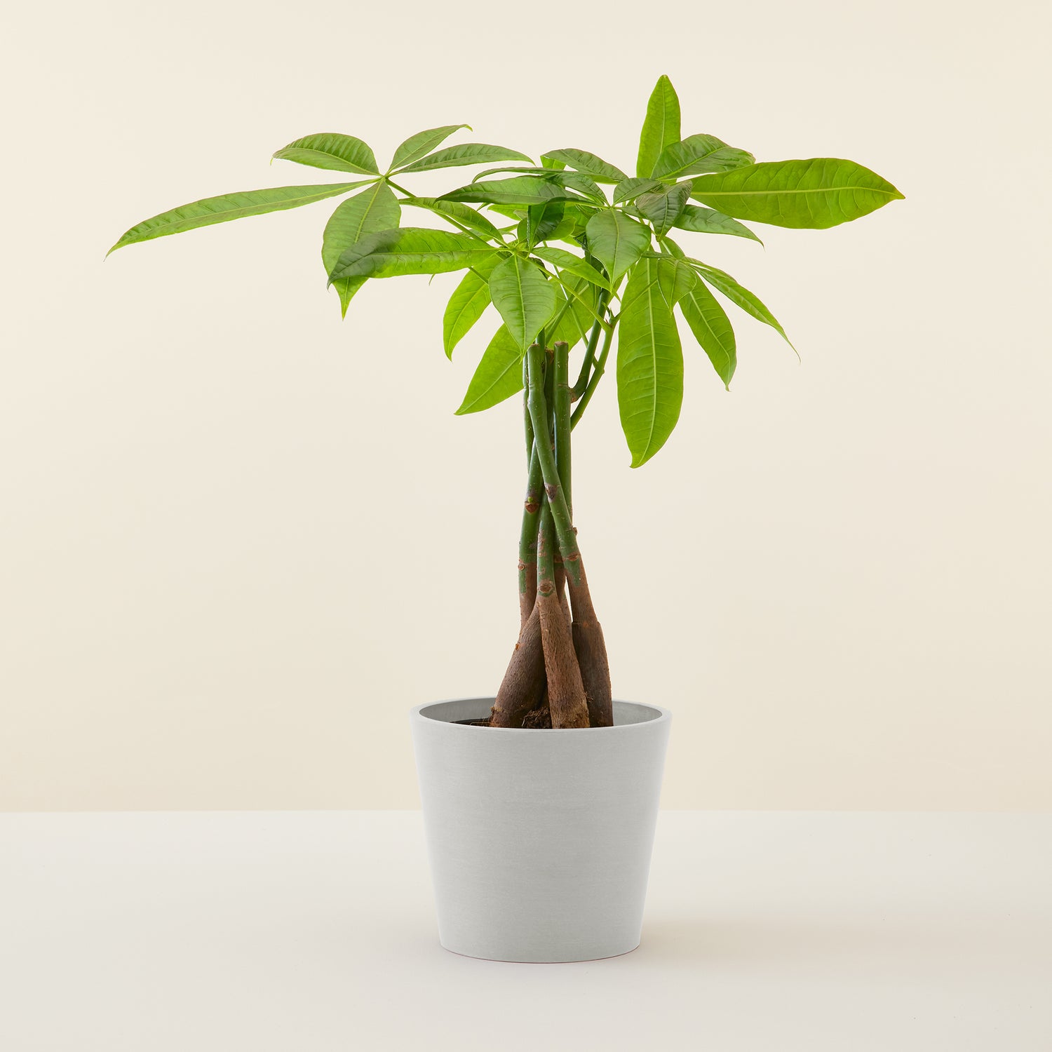 Money Tree