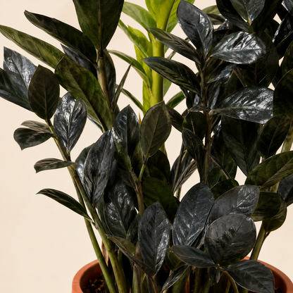 Raven ZZ Plant