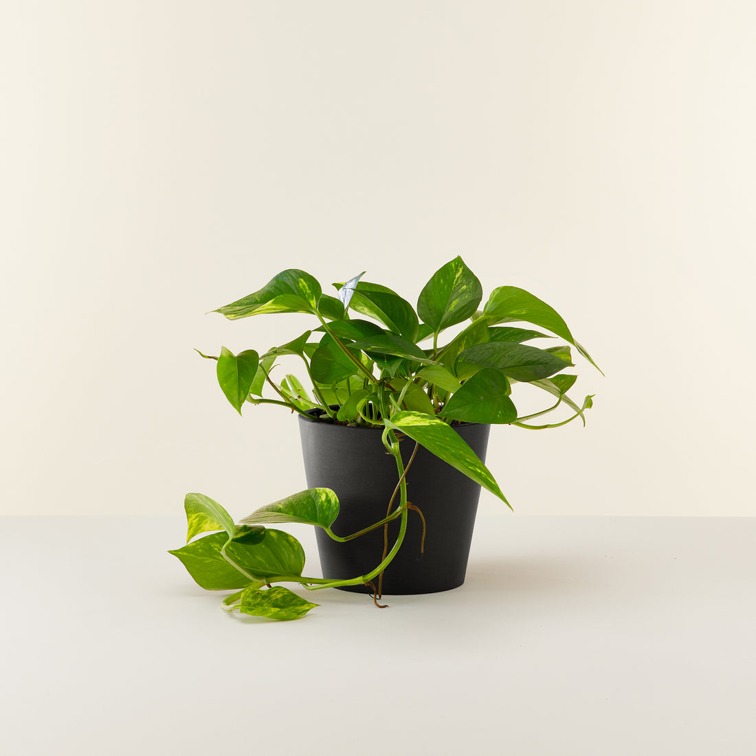 Money Plant
