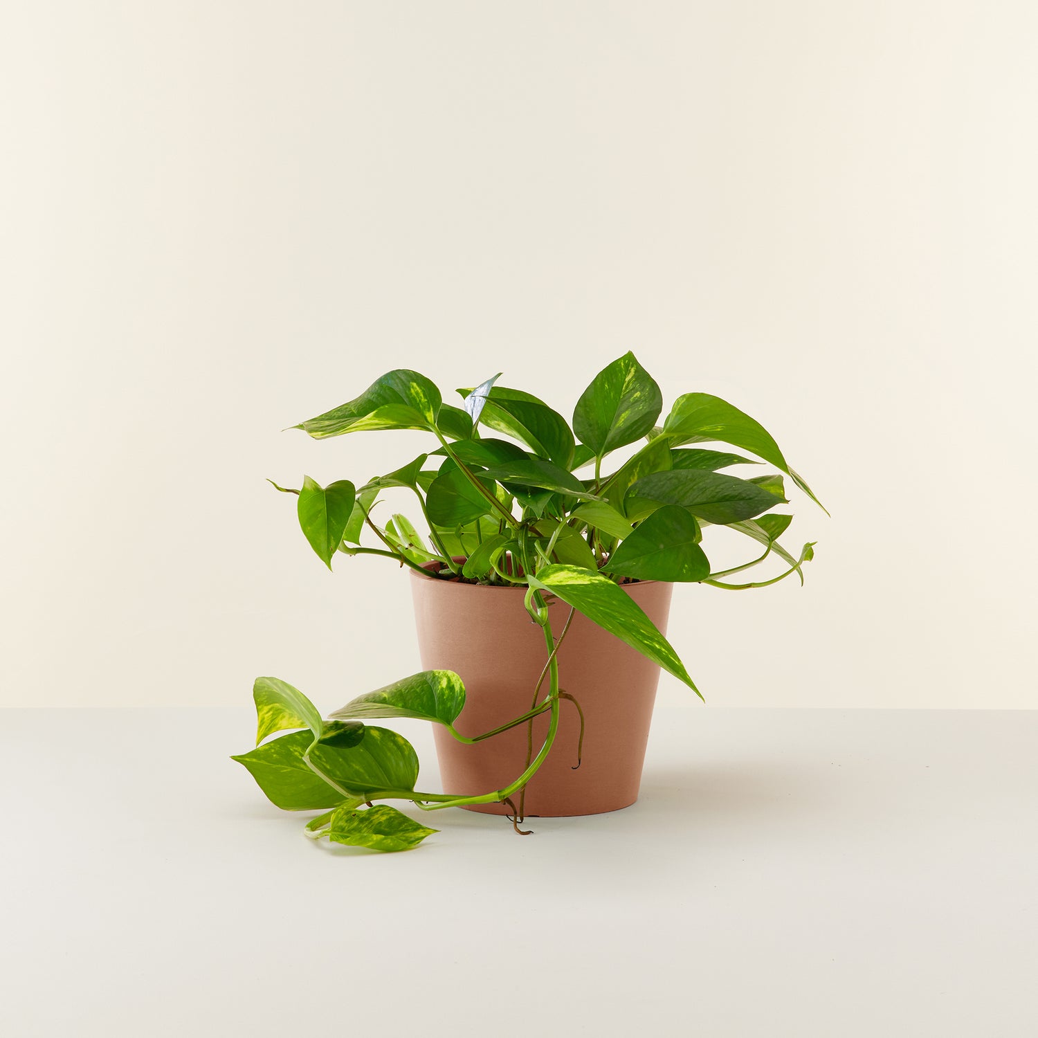Money Plant