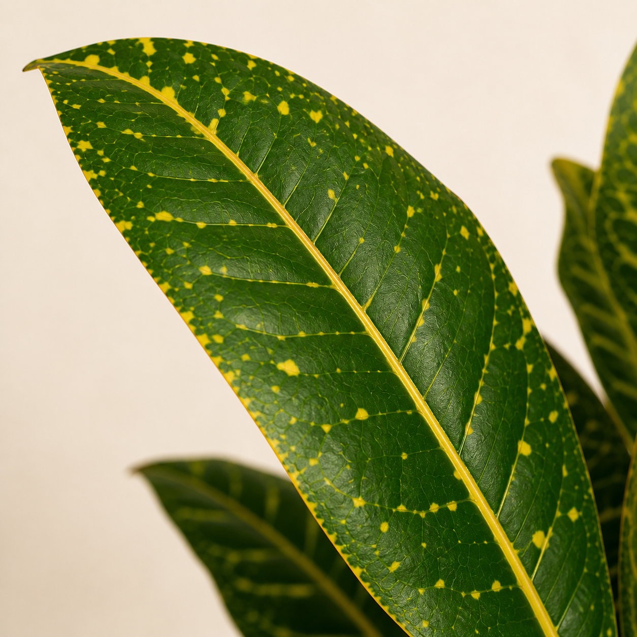 Fire Croton